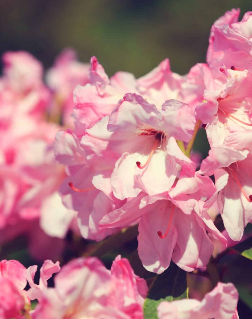 Vibrant pink azaleas in Summerville, SC, showcasing the local reach of ROSEMET’s on-demand project management career coaching.