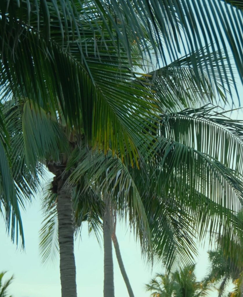 Lush tropical palm trees against a clear sky in Palm Bay, Florida; start PMP® or CAPM® training with free 7-day access, live office hours, and 1-on-1 coaching.