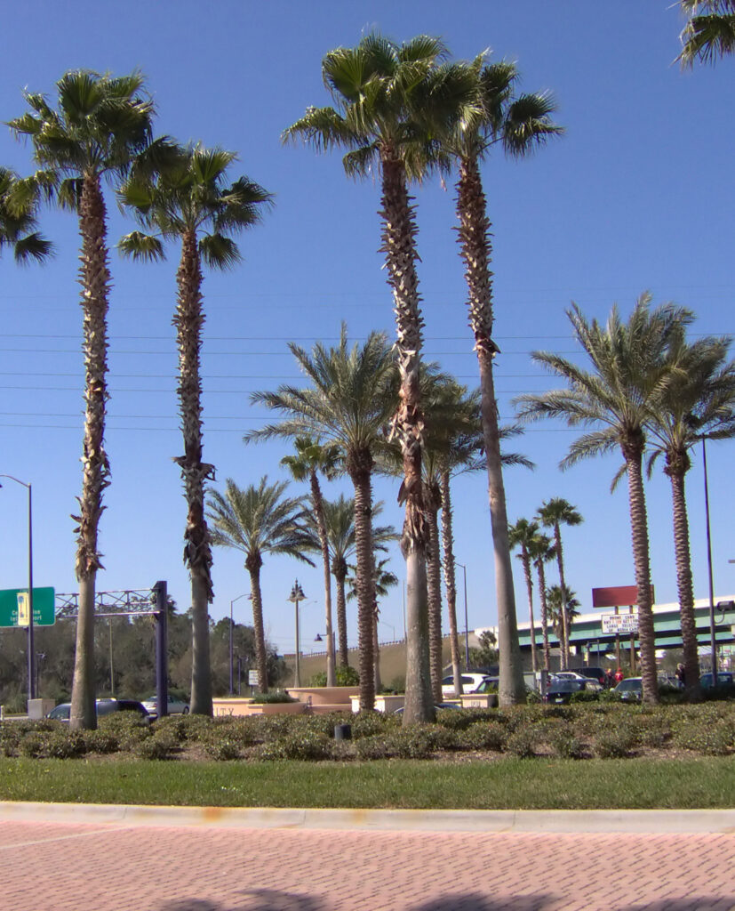 Tall palm trees in Cape Coral; start ROSEMET's PMP® or CAPM® training with free 7-day access, on-demand course, and live group office hours.