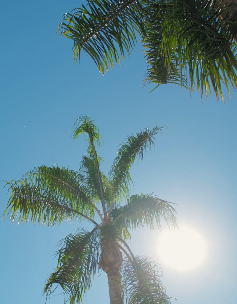Tall palm trees against a clear blue sky in Tallahassee, Florida; start PMP® or CAPM® training with free 7-day access, live office hours, and 1-on-1 coaching.