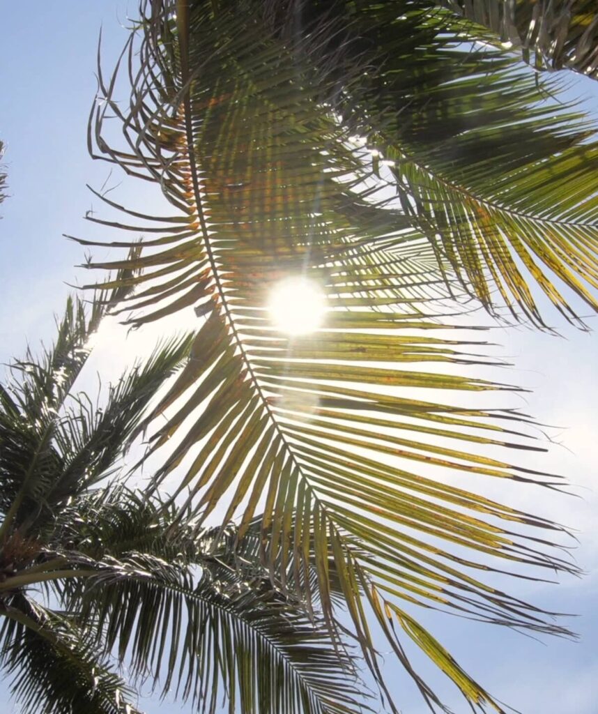 Sunshine through tropical palm fronds in Gainesville, Florida; start PMP® or CAPM® training with free 7-day access, live office hours, and 1-on-1 coaching.