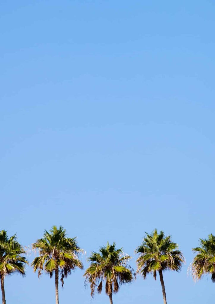 A row of tropical palm trees against a blue sky in Melbourne, Florida; start PMP® or CAPM® training with free 7-day access, live office hours, and 1-on-1 coaching.