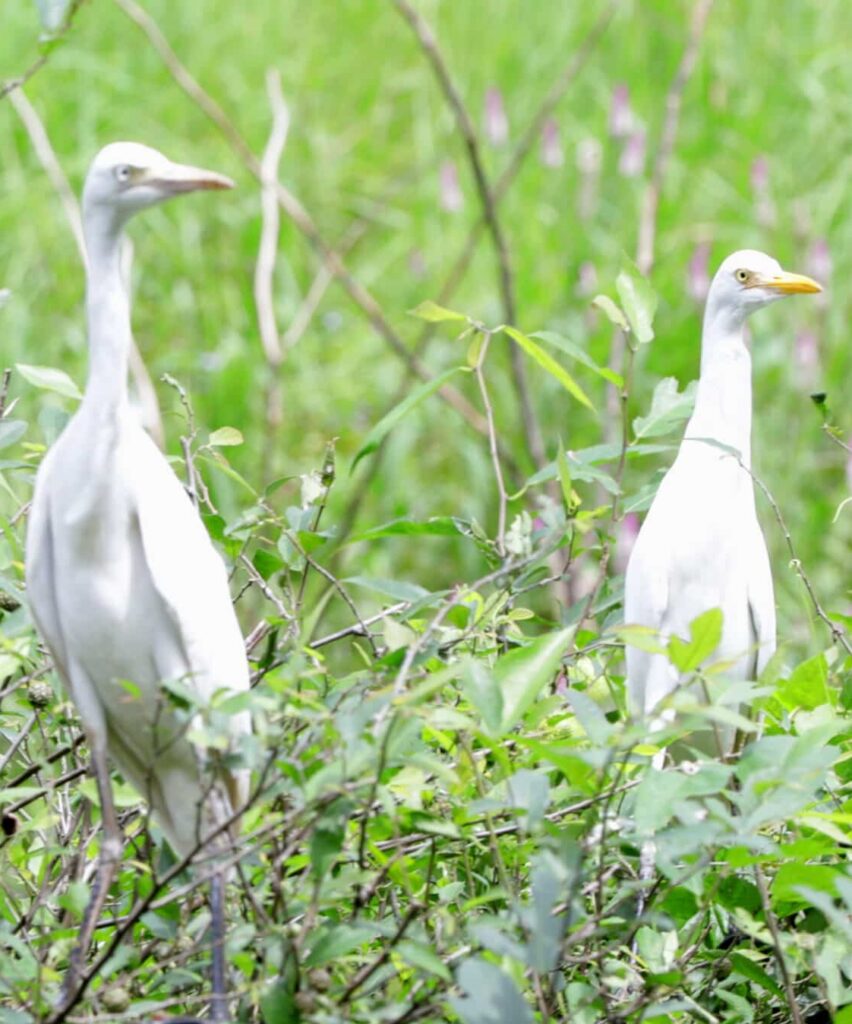 Snowy egret birds in the natural wetlands of Ocala, Florida; start PMP® or CAPM® training with free 7-day access, live office hours, and 1-on-1 coaching.