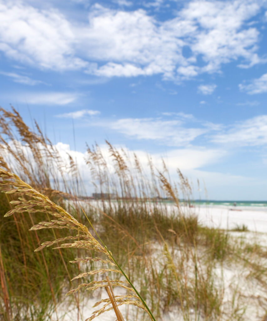 Sea oats and sand dunes on West Palm Beach under a blue sky; start PMP® or CAPM® training with free 7-day access, live office hours, and 1-on-1 coaching.